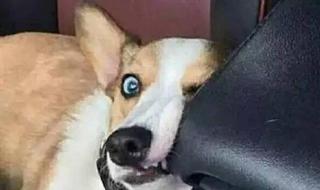 一起养猫咪 一起养猫咪